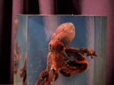 une pieuvre dans une boîte en verre, avec un rideau violet en arrière-plan