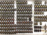 a lot of beetles that are on display in a display case