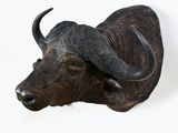 an image of a buffalo head mounted on a wall