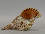 a shell that is sitting on a table