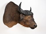 a bull head mounted on the wall of a room