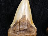 a close up of two fossil teeth on a black background