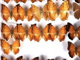 many orange butterflies that are arranged in a white frame