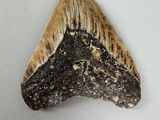 an image of a fossil shark tooth on a white surface