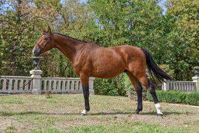 a horse that is standing in the grass near a fence