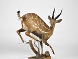taxider with antelope standing on a wooden base on a white background