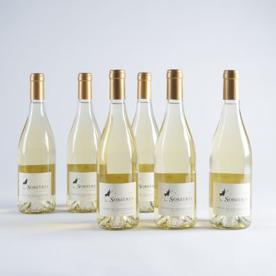 six bouteilles de vin blanc sont alignées sur une surface blanche