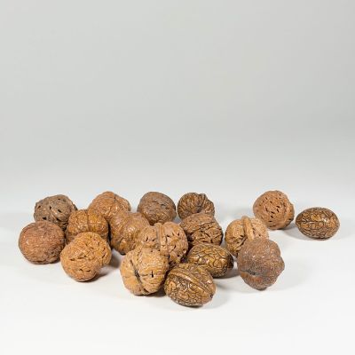 walnuts on a white surface with a white background