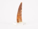 a close up of a tooth on a marble base on a white surface