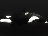 une orque nageant dans l'eau sombre, un faisceau de lumière éclairant son dos