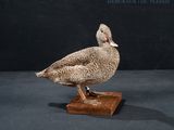 a bird that is standing on a wooden block