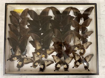 a lot of butterflies that are in a glass case