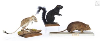 quatre types différents d'animaux en peluche exposés