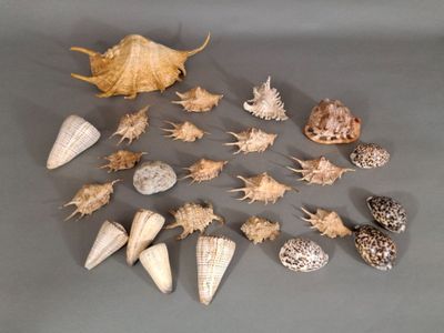 un grand nombre de coquilles qui sont sur la table