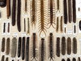 a lot of different types of centipes on display