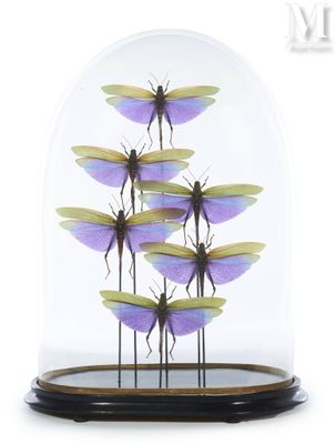 purple and green dragonflies under a glass dome on a wooden base
