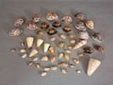 un grand nombre de coquilles qui sont sur la table