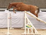 a horse that is jumping over an obstacle