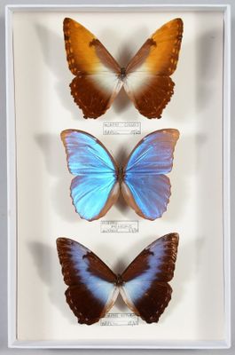 trois papillons bleus et orange dans un cadre blanc