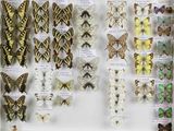 many different types of butterflies displayed in a display case