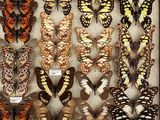 many different types of butterflies displayed in a shadow box