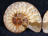 two ammonite fossils are shown on a black surface
