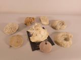 many different types of corals displayed on a table