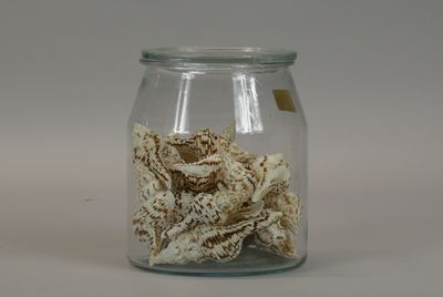 a glass jar filled with shells on a white surface
