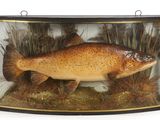 a fake fish in a glass case on display
