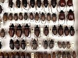 a lot of beetles that are on display in a display case