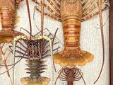 four lobsters in a wooden box on a table