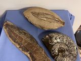 three different types of fossils on a blue table