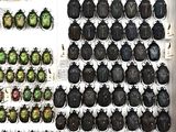 a lot of beetles that are on display in a case