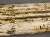 a close up of an elephant tooth on a table