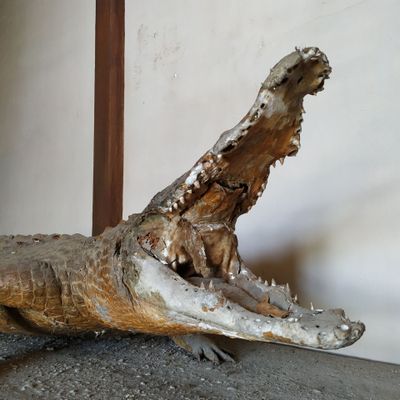 un gros alligator qui est assis par terre