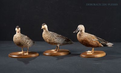 three ducks are standing on wooden bases on a black surface