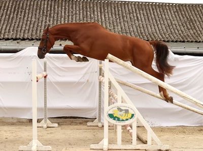 a horse that is jumping over an obstacle