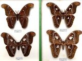 three framed butterflies of different sizes and shapes in a display case