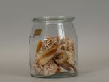 a glass jar filled with shells on a white surface