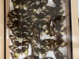 a picture of a display of butterflies in a wooden frame