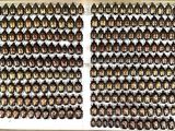 a display case with a lot of scarabs on it