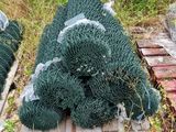 de nombreux types de plantes qui poussent au sol