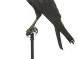 un oiseau noir perché au sommet d'un poteau métallique