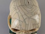 skull of a tortoise on a stand with a skull in the middle
