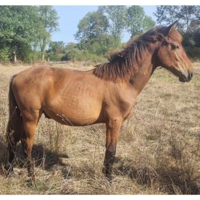 un cheval brun debout dans un champ d'herbe sèche