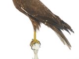 un oiseau perché sur un socle, sur fond blanc