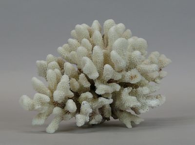 a close up of a white coral on a gray surface