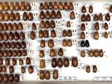 a lot of beetles that are on display on the wall