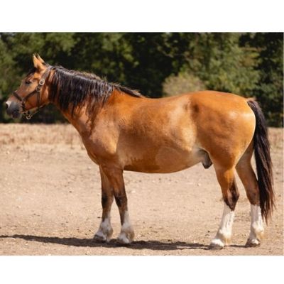 un cheval brun debout dans la terre, avec des arbres en arrière-plan