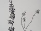 a black and white drawing of a plant with flowers on it